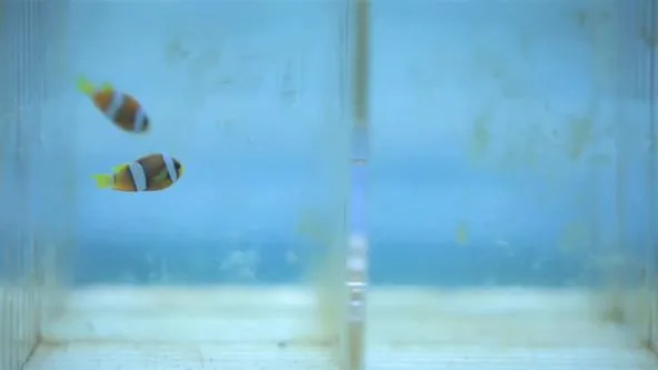 Two clownfish swimming in a tank.