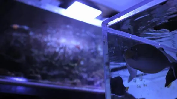 Aquarium scene featuring fish and aquatic plants illuminated by blue lighting.