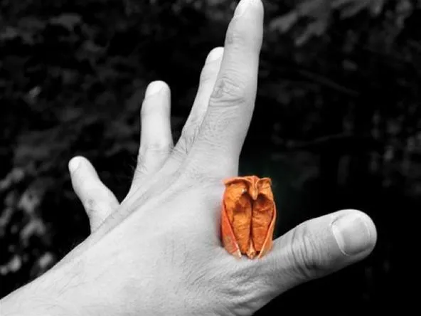 Orange butterfly resting on a hand with a dark background.