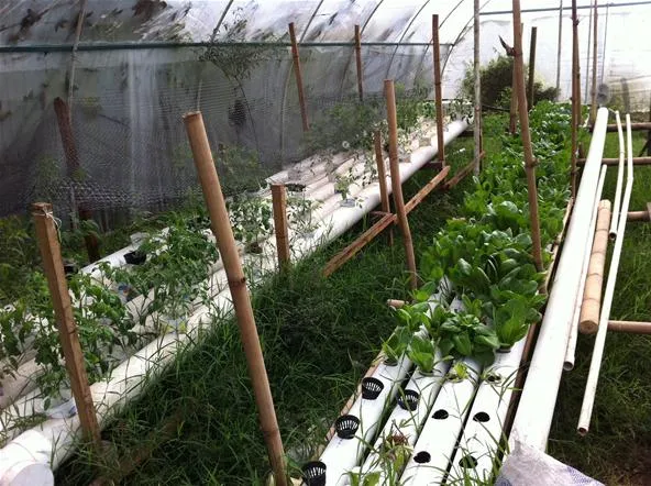 Hydroponic vegetable garden with growing plants in a greenhouse.