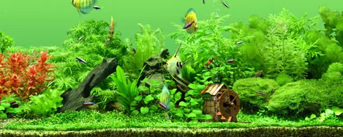 Freshwater aquarium landscape with plants, decorations, and colorful fish.
