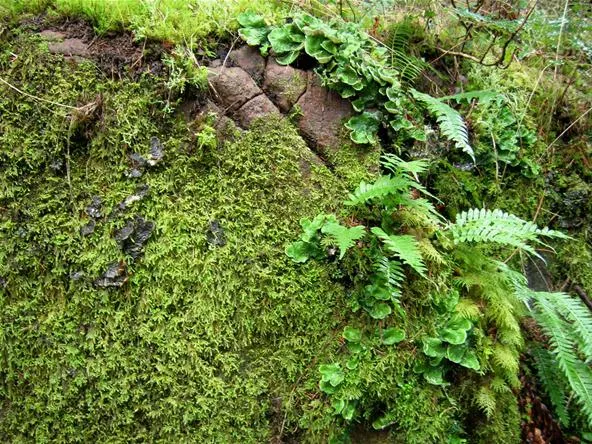 Lush green moss and ferns growing on a rocky surface.