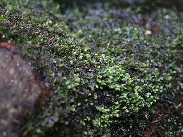 Lush green moss covering a rocky surface.