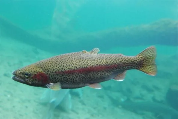 Rainbow trout swimming in clear water.