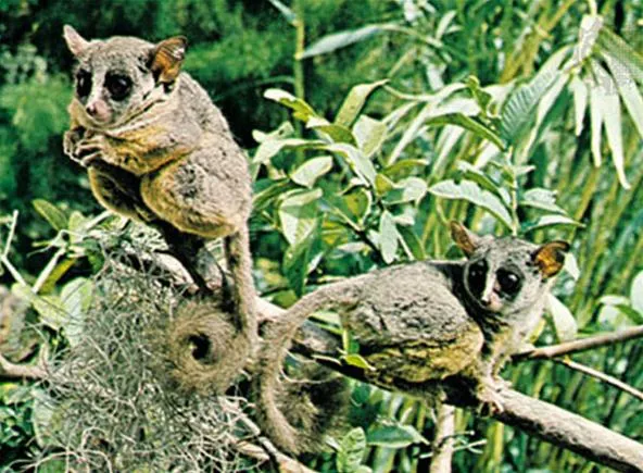Two marsupials perched on a branch among lush green foliage.