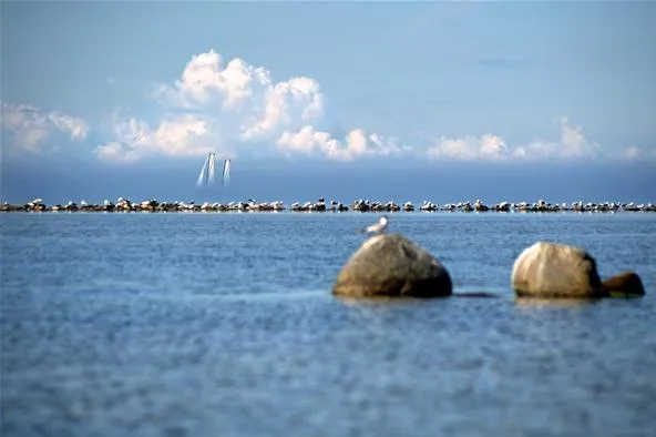 Seagull perched on rocks by the calm sea with distant sailboats and clouds in the sky.
