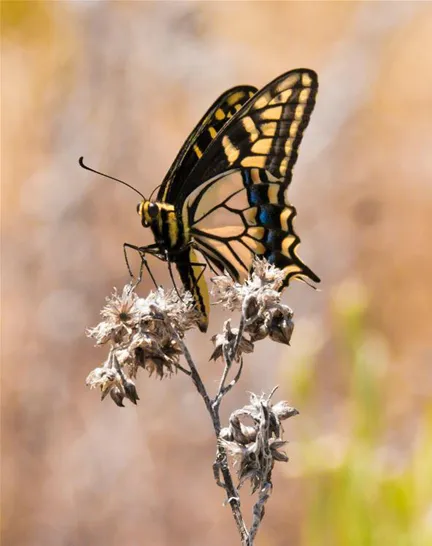 Butterfly perched on a plant stem.