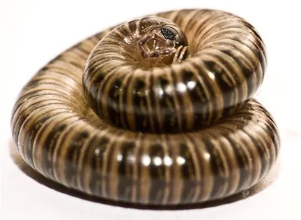 Zebra-striped coiled insect, resembling a snail.