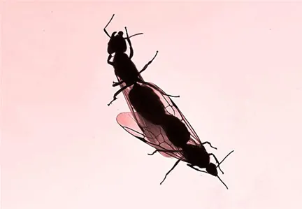 Silhouette of two insects on a gradient background.