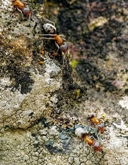Ants foraging on a textured surface.