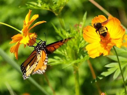 Monarch butterfly and bee on yellow flowers in a natural setting.