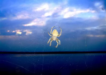 Spider against a cloudy sky background.