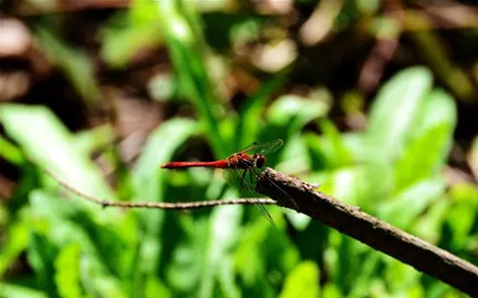 Red dragonfly perched on a twig surrounded by greenery.