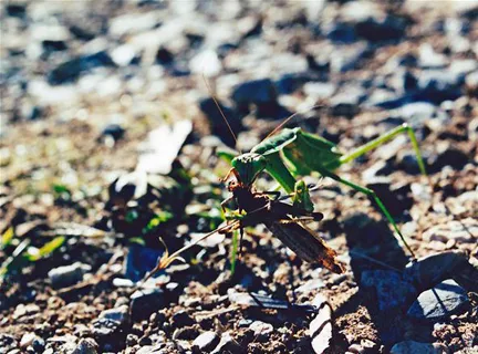 Grasshopper on rocky ground.