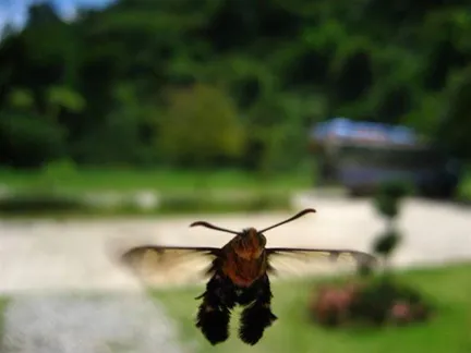 A close-up of a bee in flight with a blurred green background.