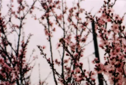 Pink cherry blossom flowers on tree branches.