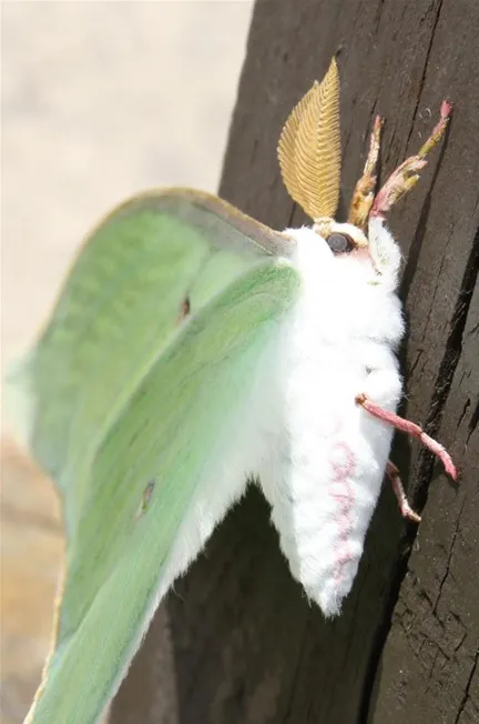 Moth with green wings and white body resting on a wooden surface.