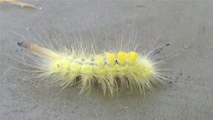 Lonomia obliqua caterpillar on a surface.