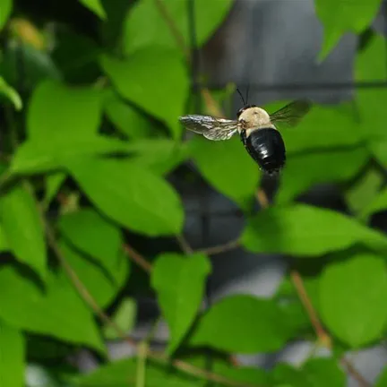 Bee flying among green leaves.