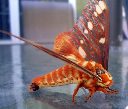 Close-up of a brightly colored moth on a reflective surface.