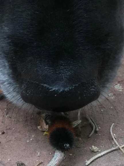 Dog nose close-up near a small insect.