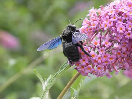 Honeybee on a pink flower.