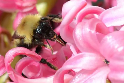 Bumblebee collecting nectar from pink flowers.