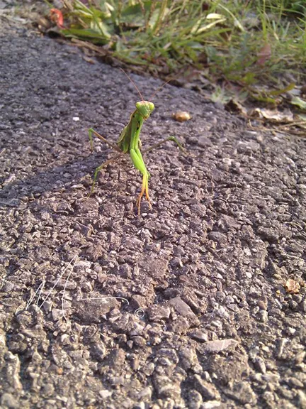 Grasshopper on a gravel surface.