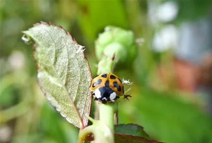 Ladybug on a green leaf.