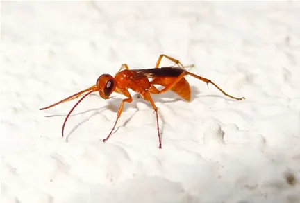 Orange insect on a textured white surface.