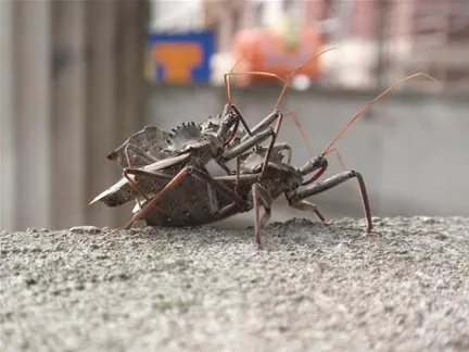 Two insects interacting on a concrete surface.