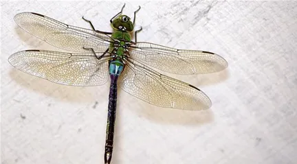 Close-up of a green dragonfly on a light surface.