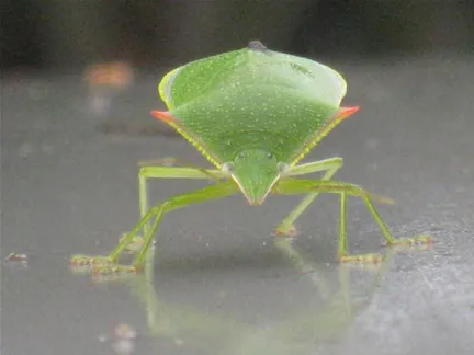 Green insect with a triangular body and red accents.