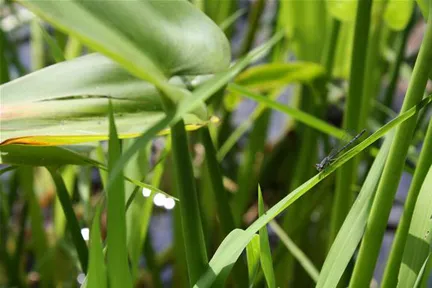 Lush green grass and plants in a natural setting.