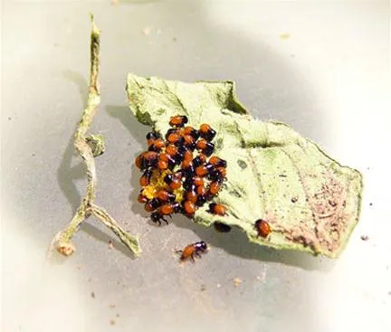 Group of ladybugs on a green leaf.