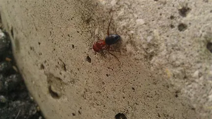 Ant climbing on a concrete surface.
