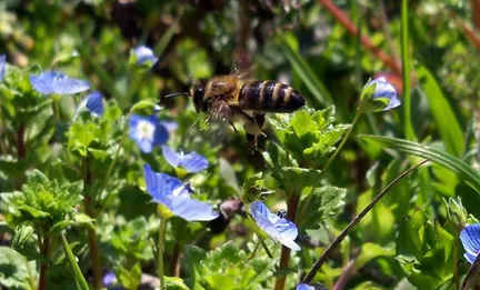 Honeybee pollinating blue flowers in a garden.