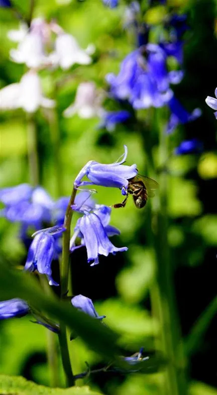 Bee on bluebells in a garden setting.