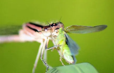 Close-up of a dragonfly capturing a green insect.