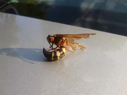 Wasp eating a caterpillar on a surface.