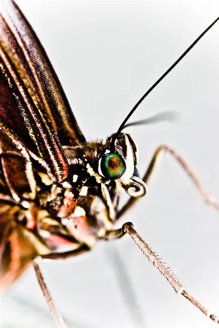 Close-up of a butterfly's head with detailed features.