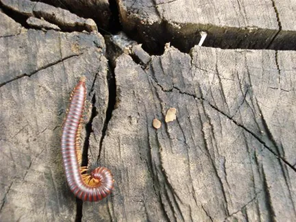 Caterpillar on weathered wooden surface.