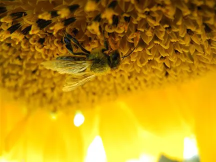 Bee on a sunflower.
