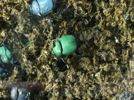 Colorful beetles on mossy ground.