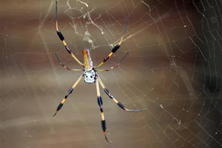 Golden orb-weaver spider in its web.