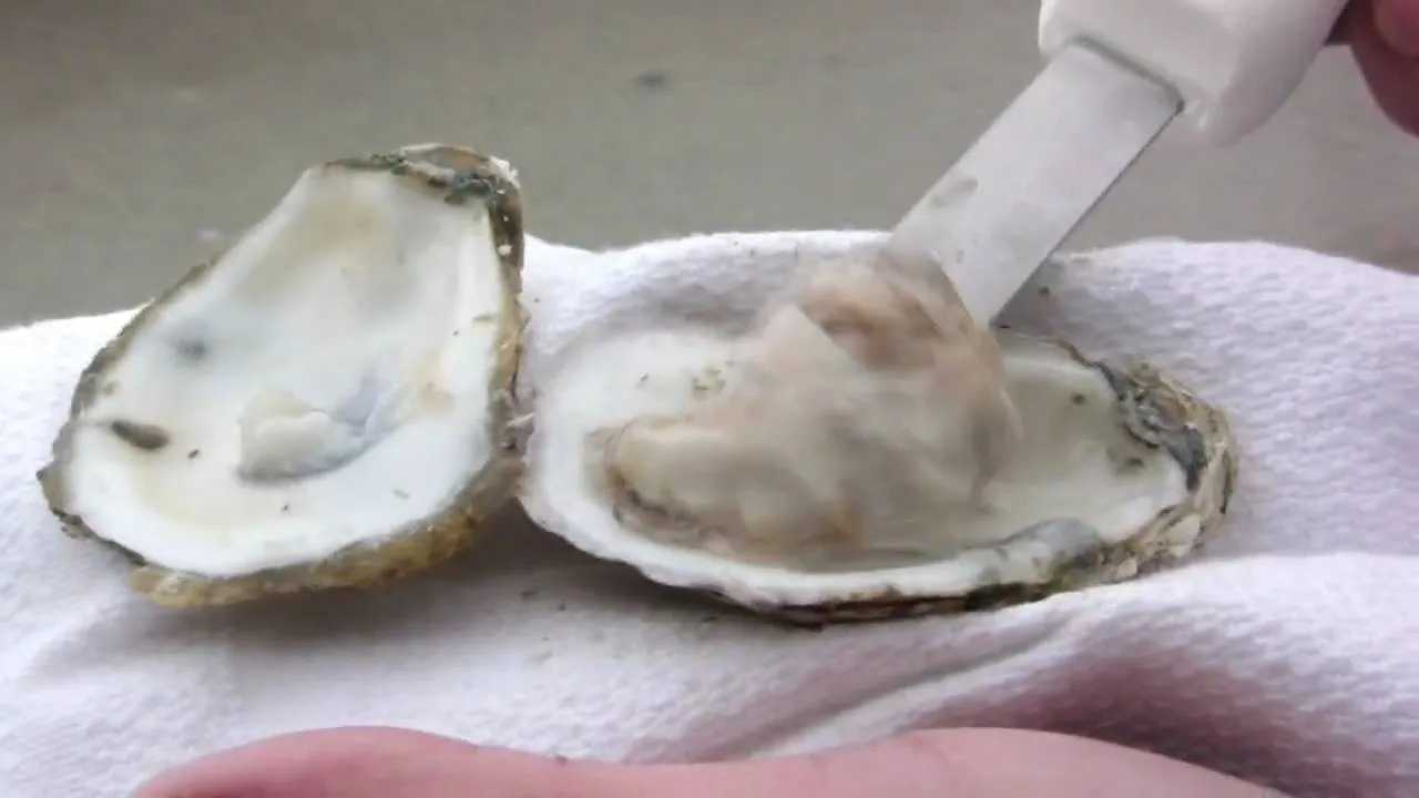 Oyster being shucked with a knife on a cloth.