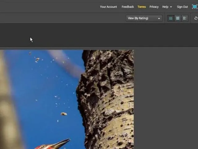 Woodpecker pecking at a tree trunk against a blue sky.