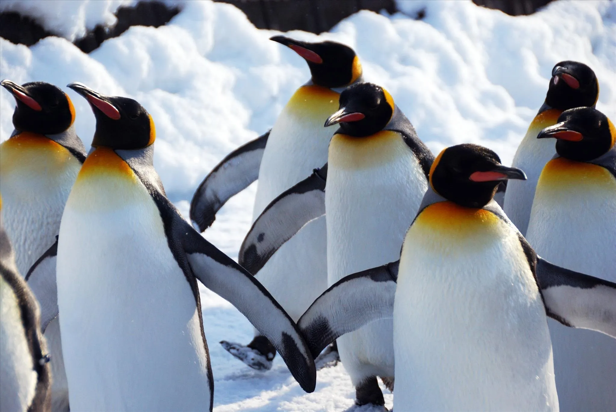 A group of emperor penguins in a snowy landscape.