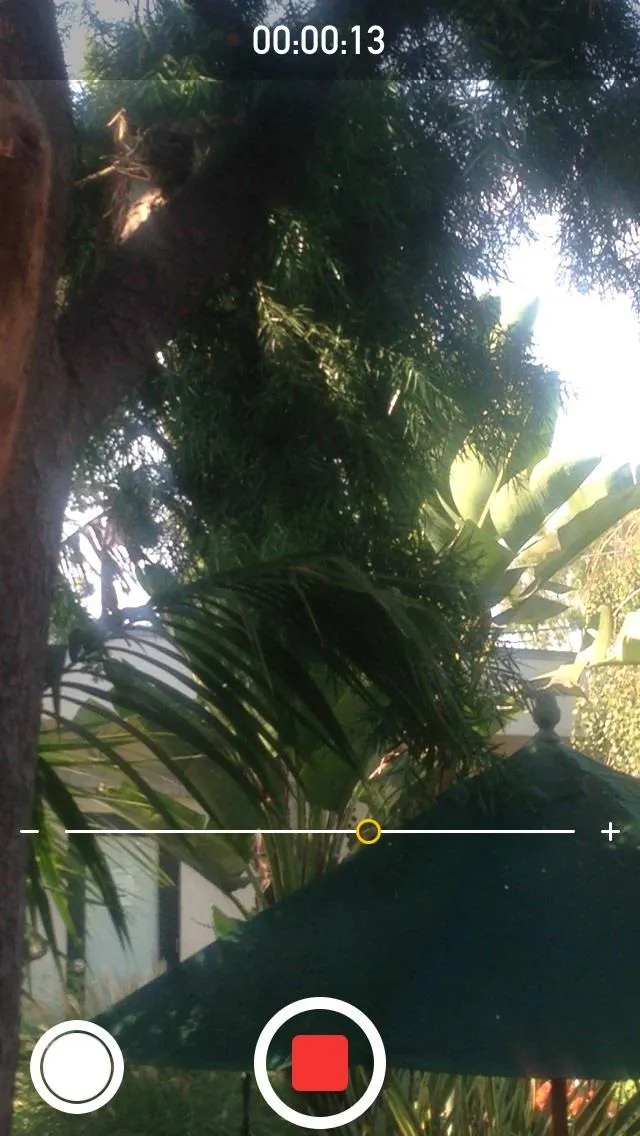 Recording video of palm trees and outdoor setting.