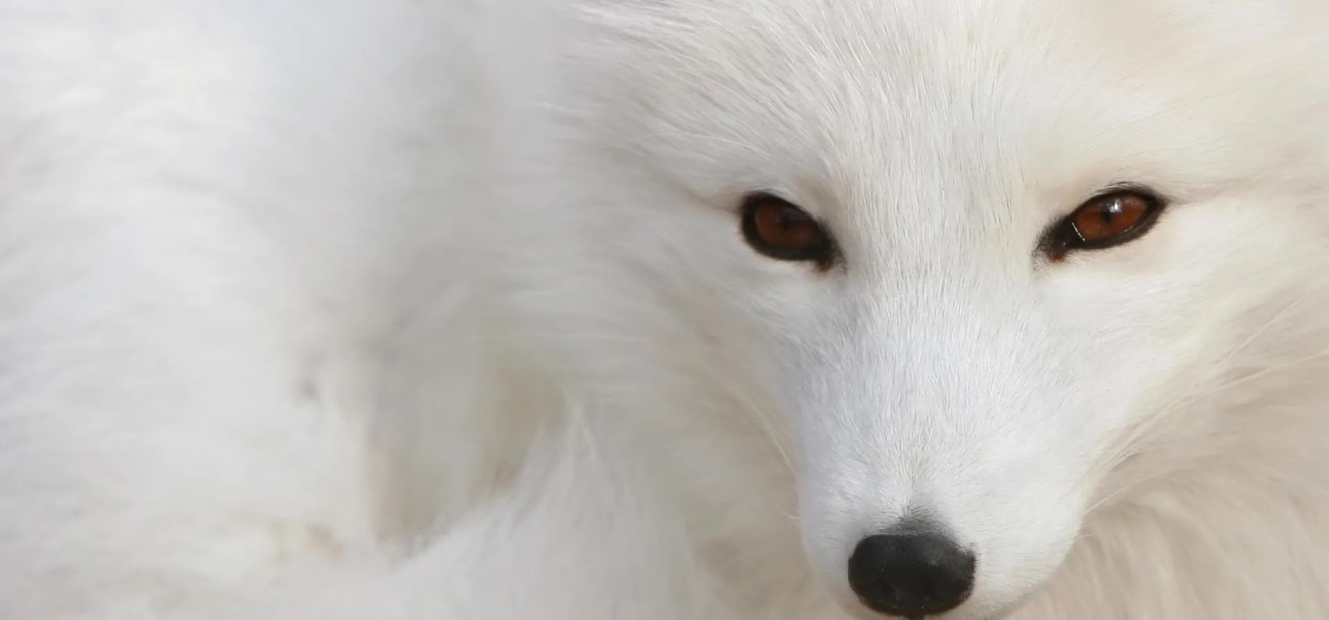 White fox with brown eyes in a close-up view.